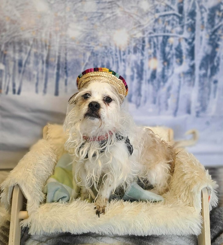 Picture of the Animal Listed