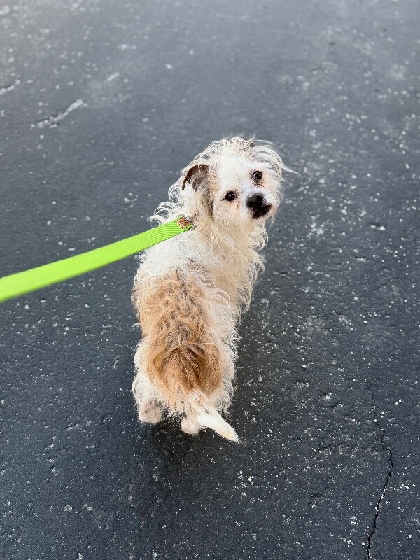 Picture of the Animal Listed