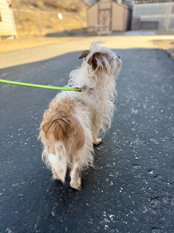 Picture of the Animal Listed