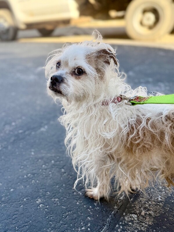 Picture of the Animal Listed