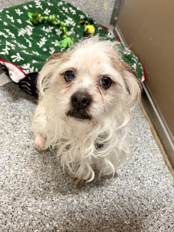 Picture of the Animal Listed