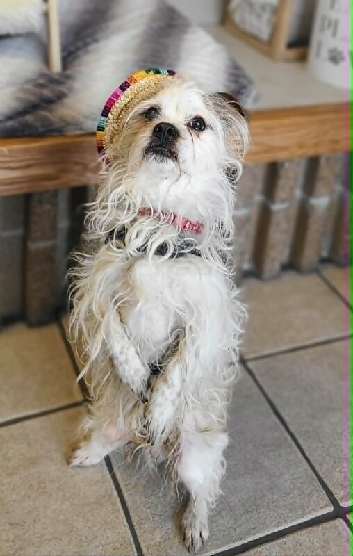 Picture of the Animal Listed