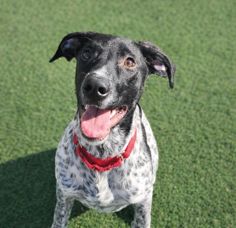 Picture of the Animal Listed