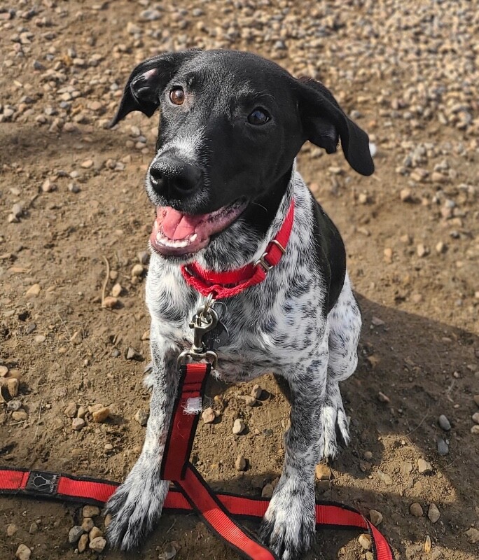 Picture of the Animal Listed