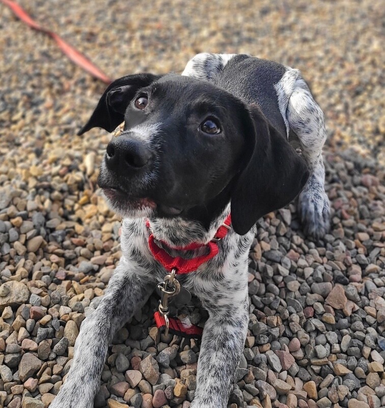 Picture of the Animal Listed