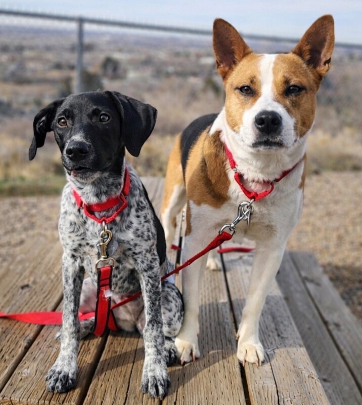 Picture of the Animal Listed