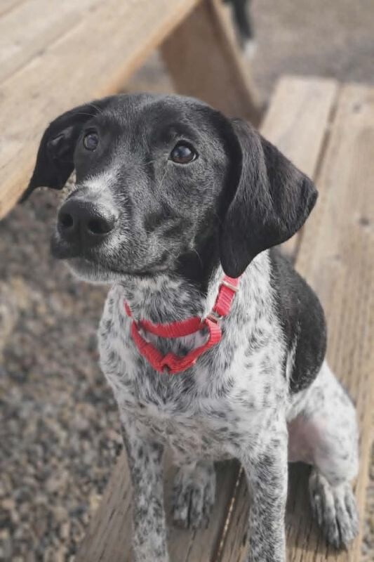 Picture of the Animal Listed