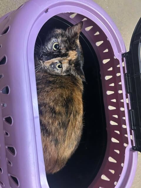 Picture of the Animal Listed