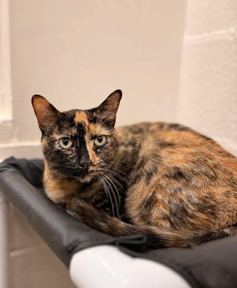 Picture of the Animal Listed