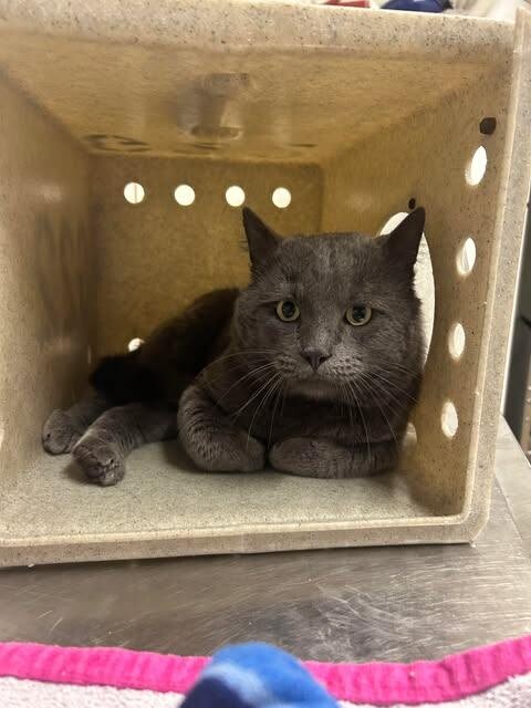 Picture of the Animal Listed