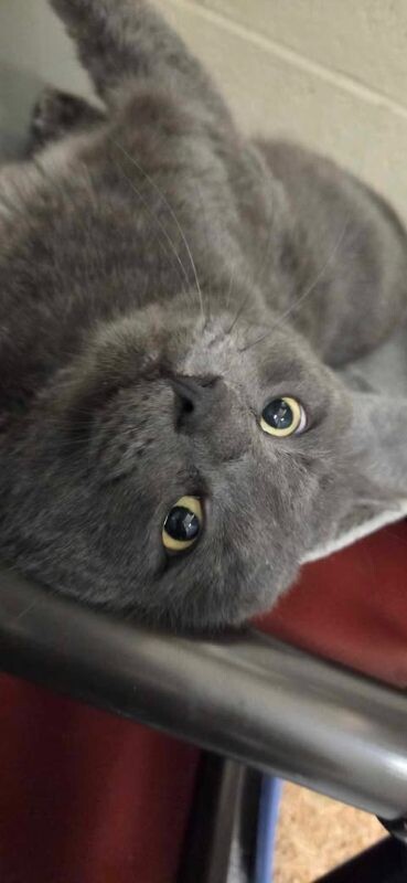 Picture of the Animal Listed