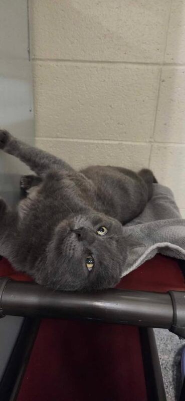 Picture of the Animal Listed