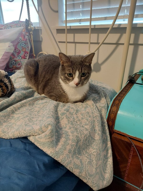 Picture of the Animal Listed