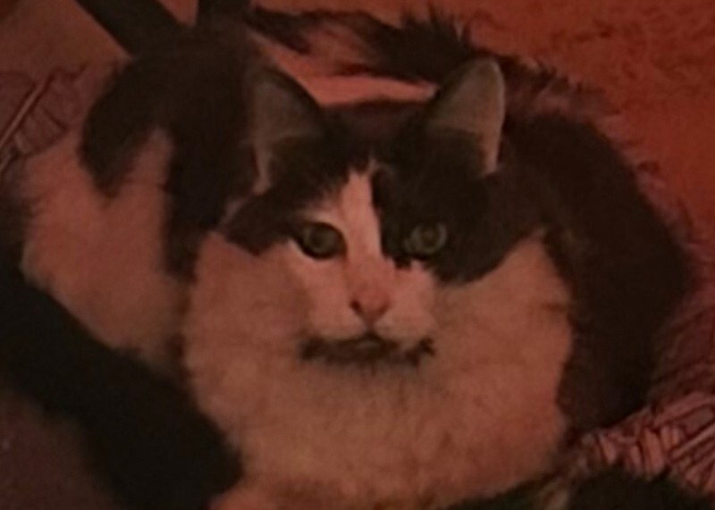 Picture of the Animal Listed