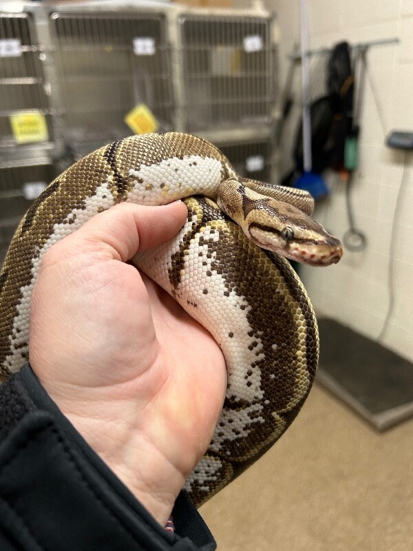 Picture of the Animal Listed