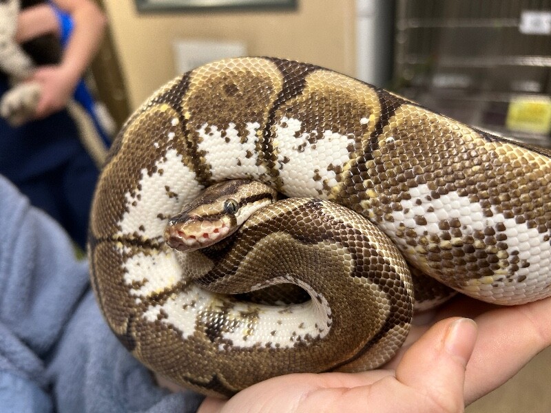 Picture of the Animal Listed