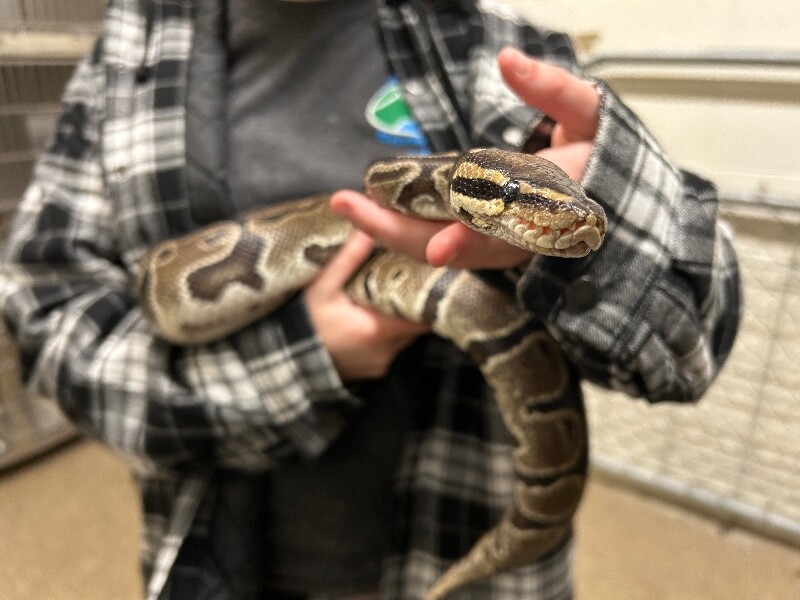 Picture of the Animal Listed