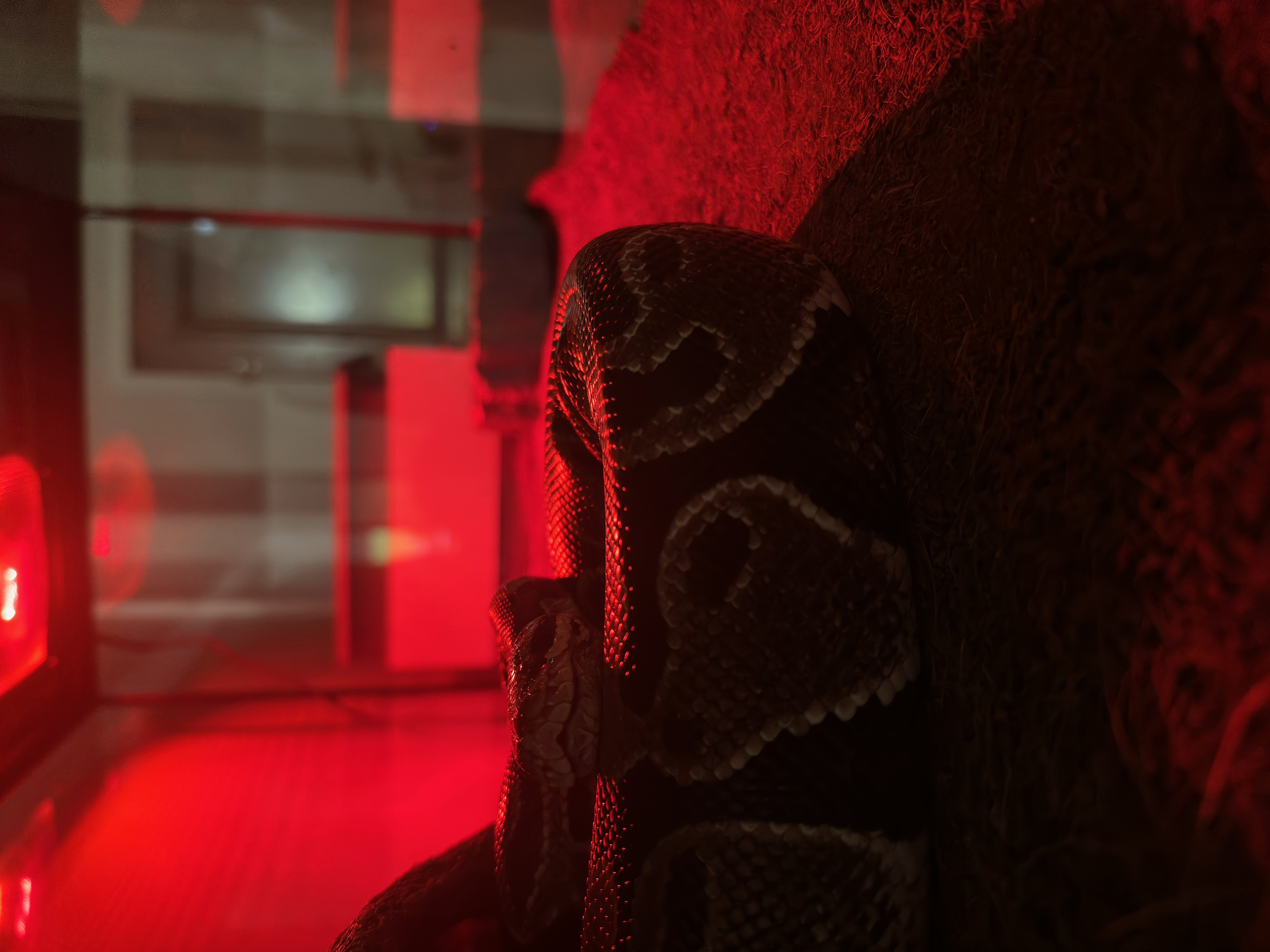 Picture of the Animal Listed