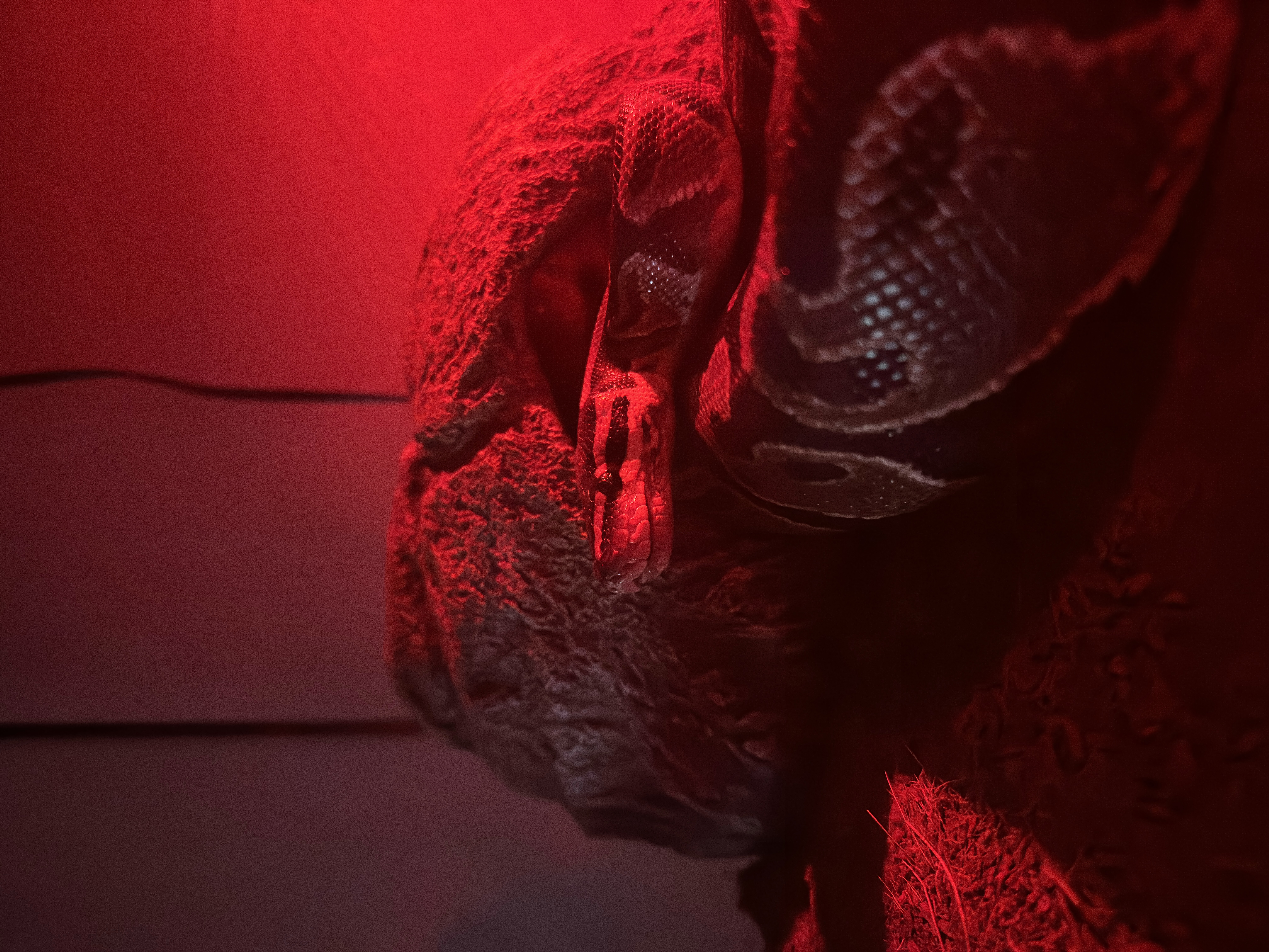 Picture of the Animal Listed