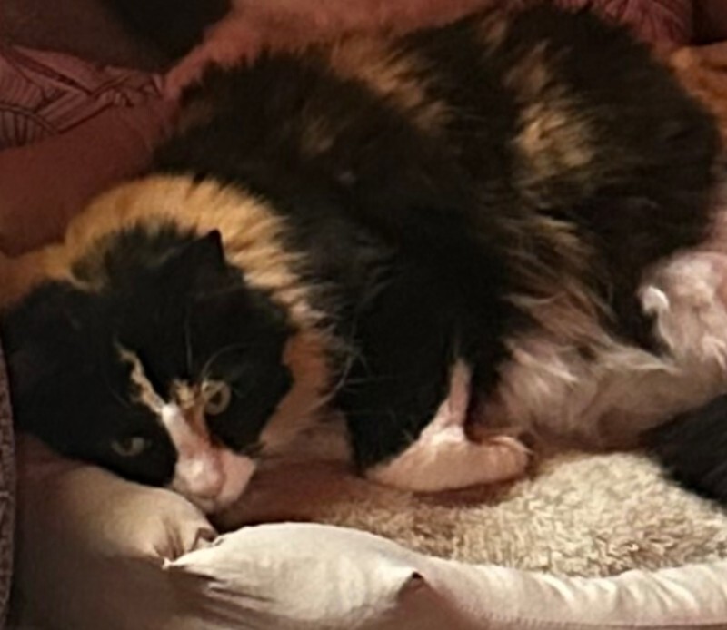 Picture of the Animal Listed