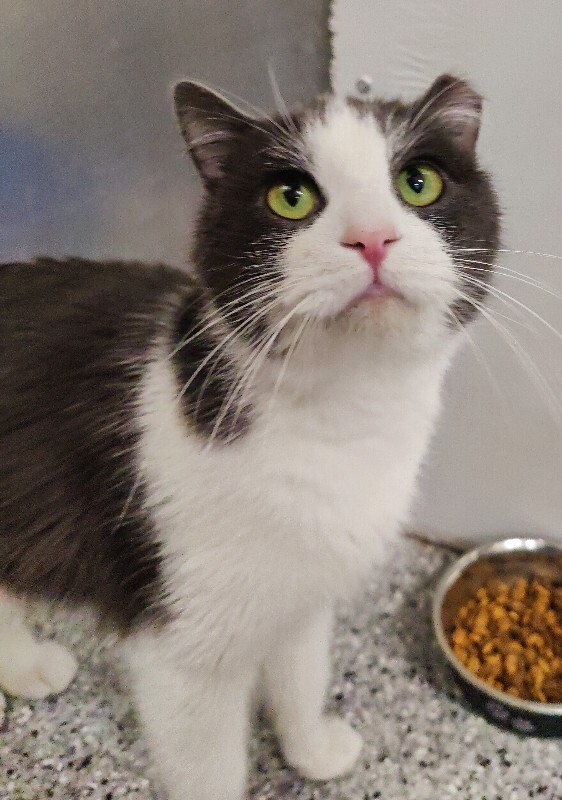 Picture of the Animal Listed