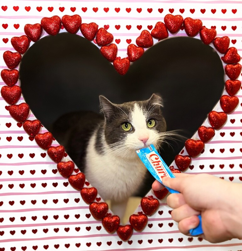 Picture of the Animal Listed