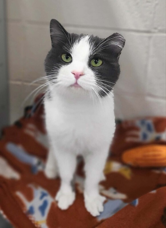 Picture of the Animal Listed