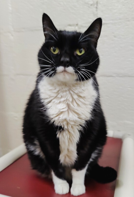 Picture of the Animal Listed