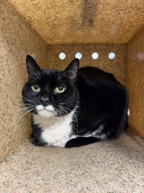 Picture of the Animal Listed