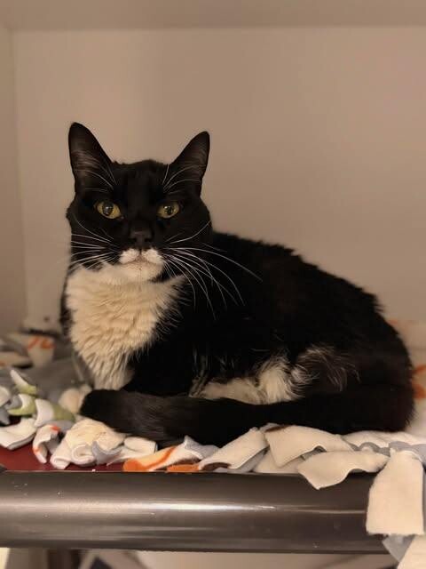 Picture of the Animal Listed