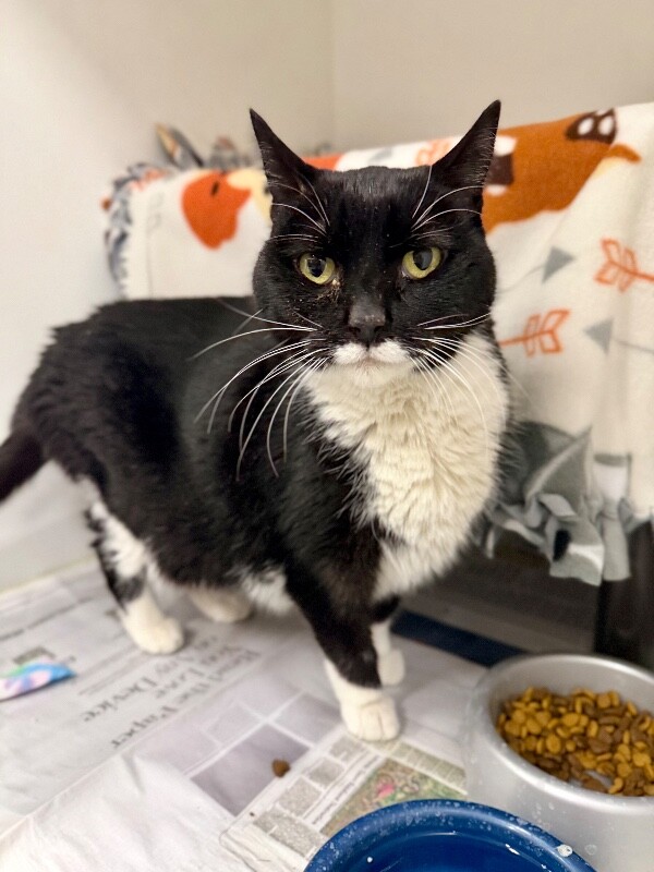 Picture of the Animal Listed