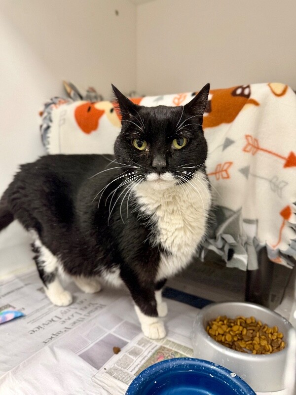 Picture of the Animal Listed