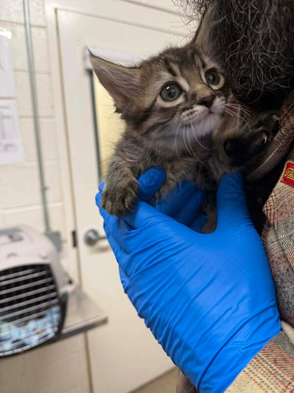 Picture of the Animal Listed