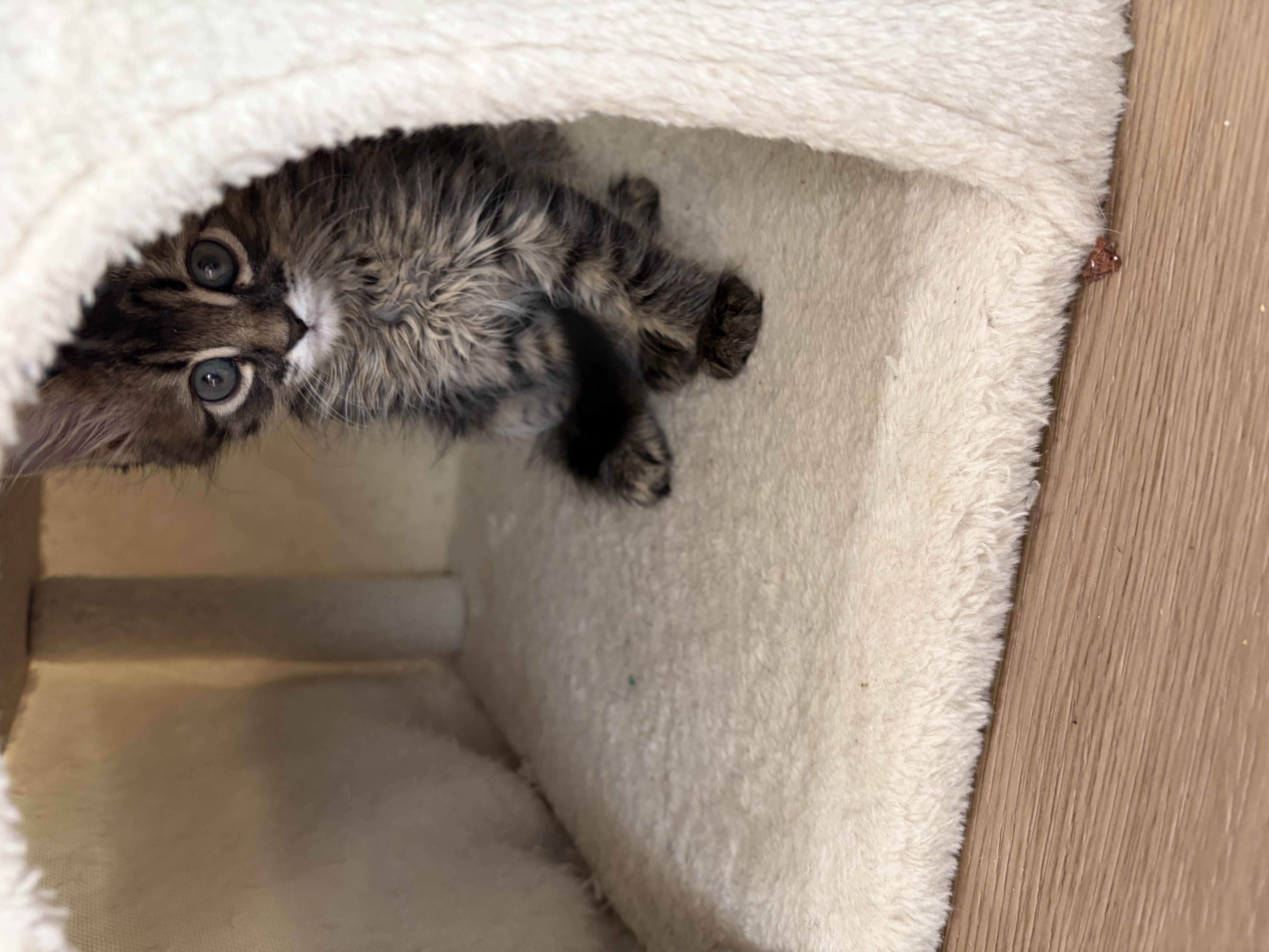 Picture of the Animal Listed