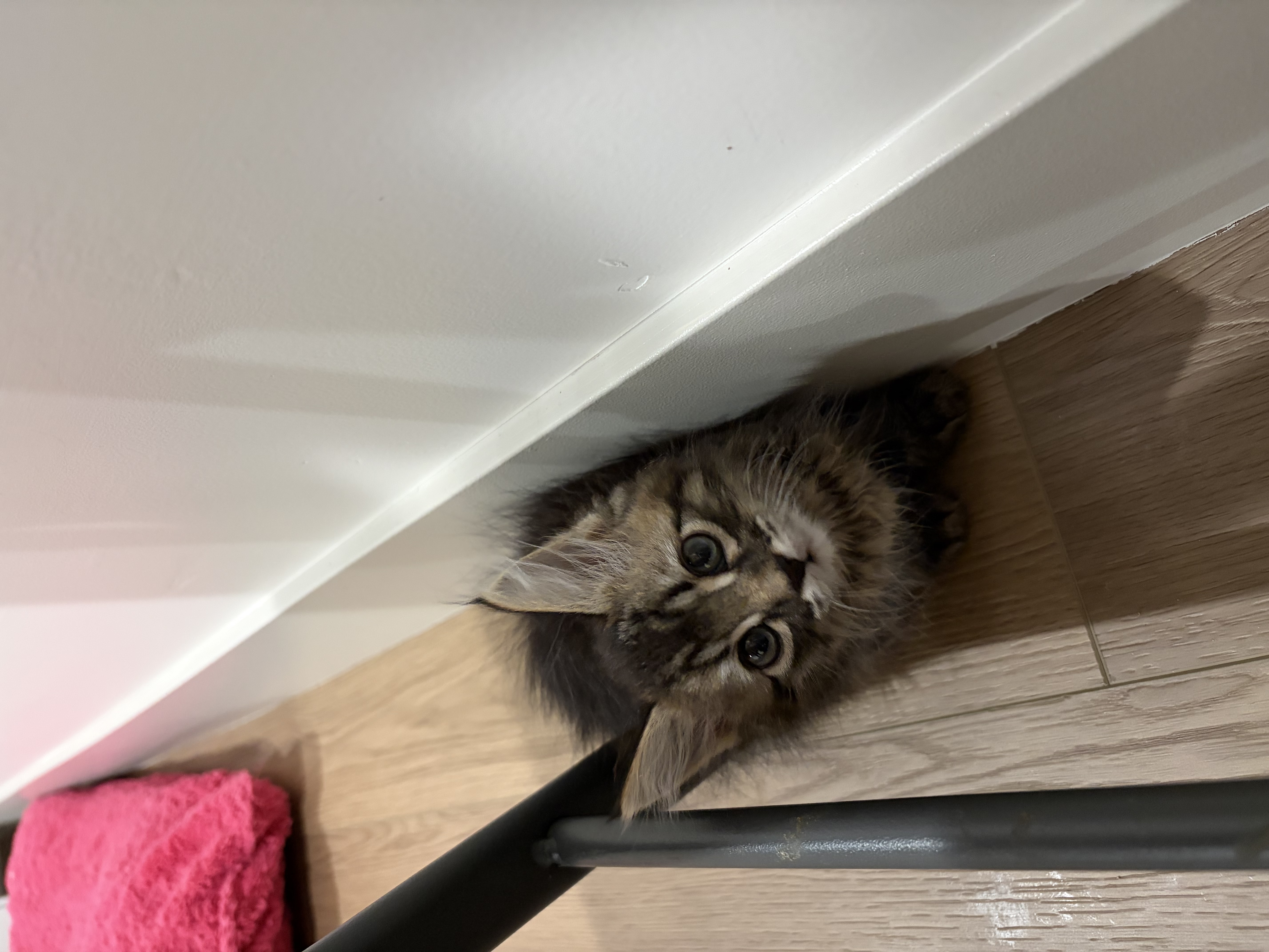 Picture of the Animal Listed