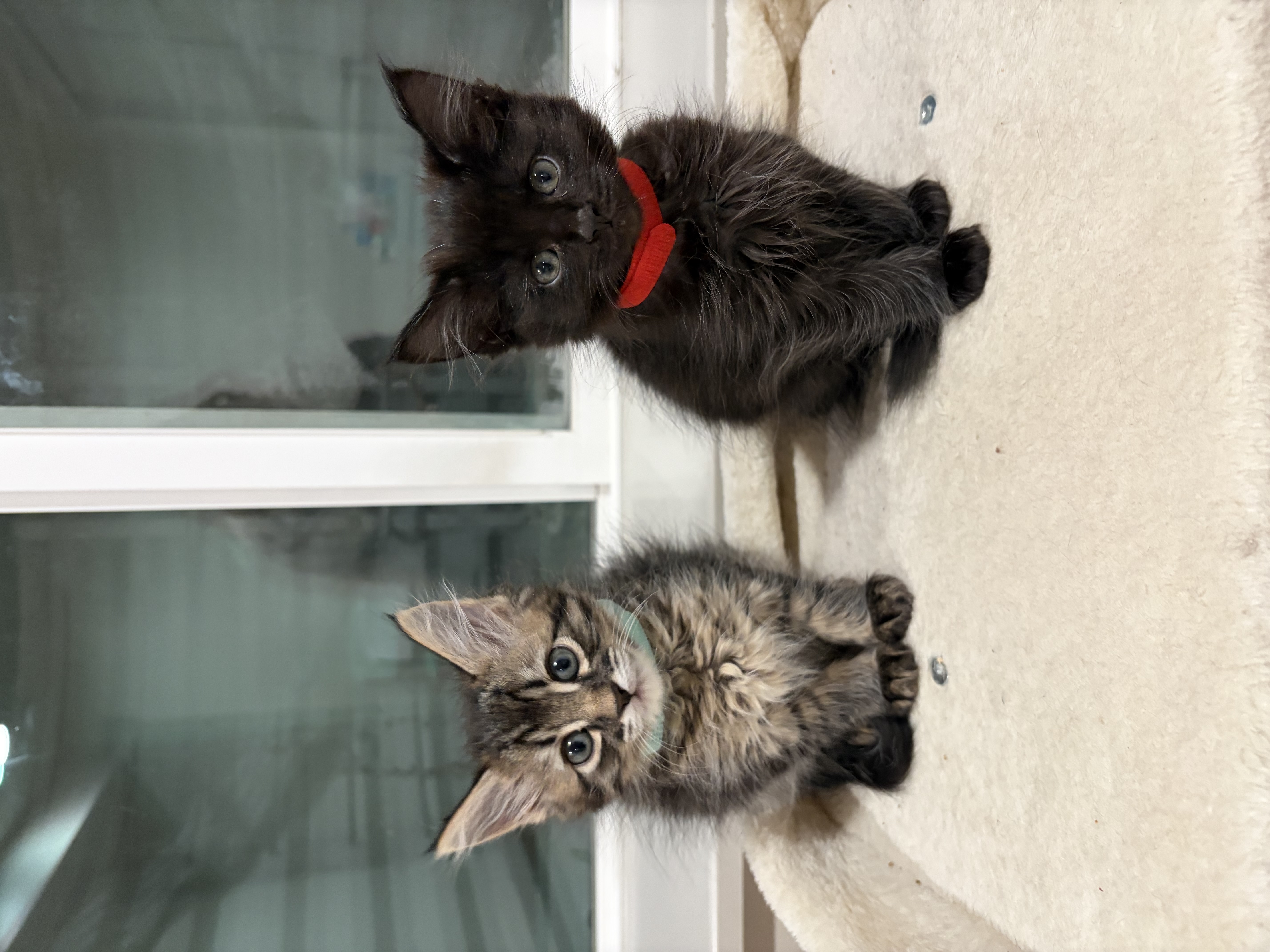 Picture of the Animal Listed