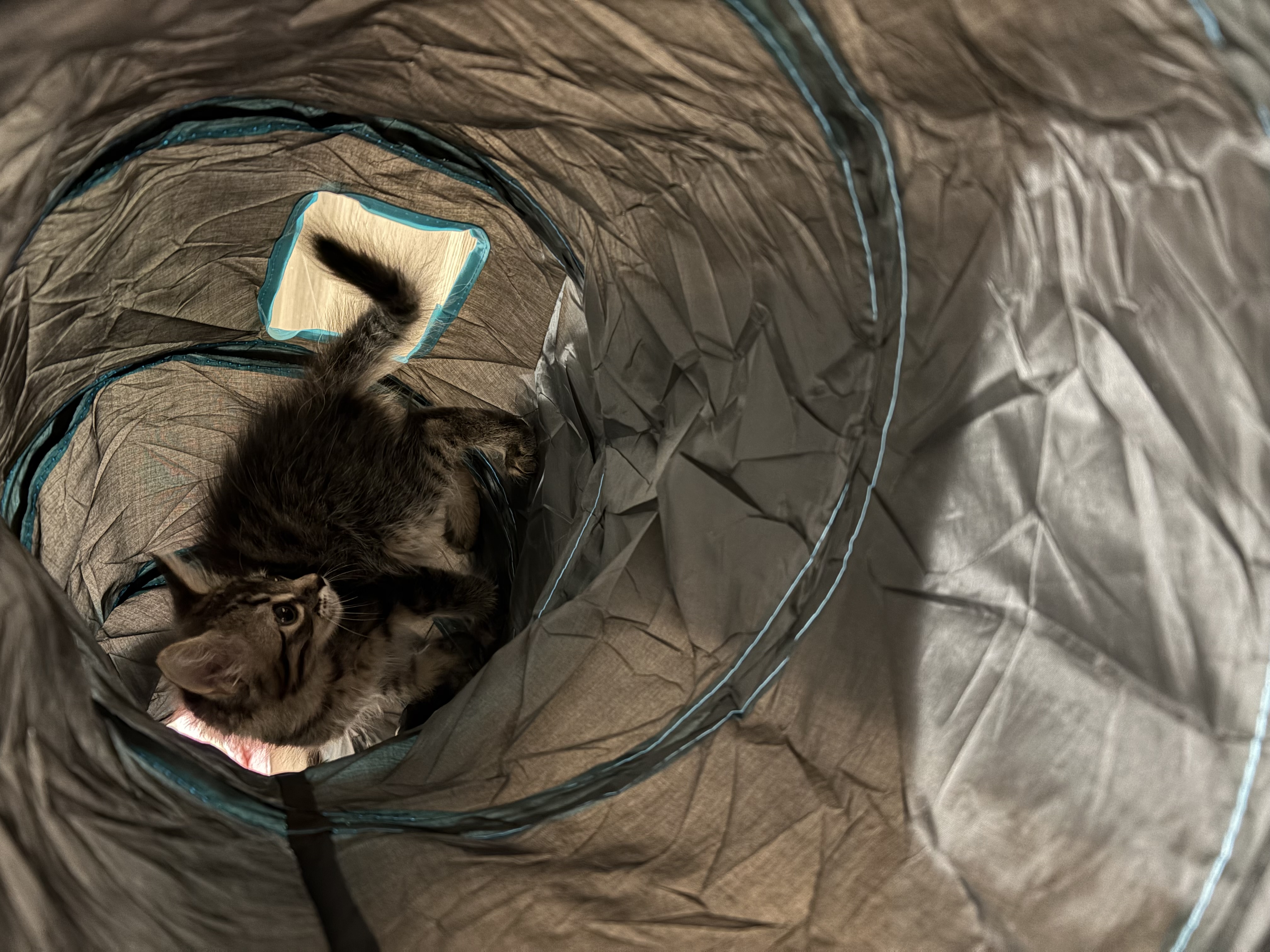 Picture of the Animal Listed