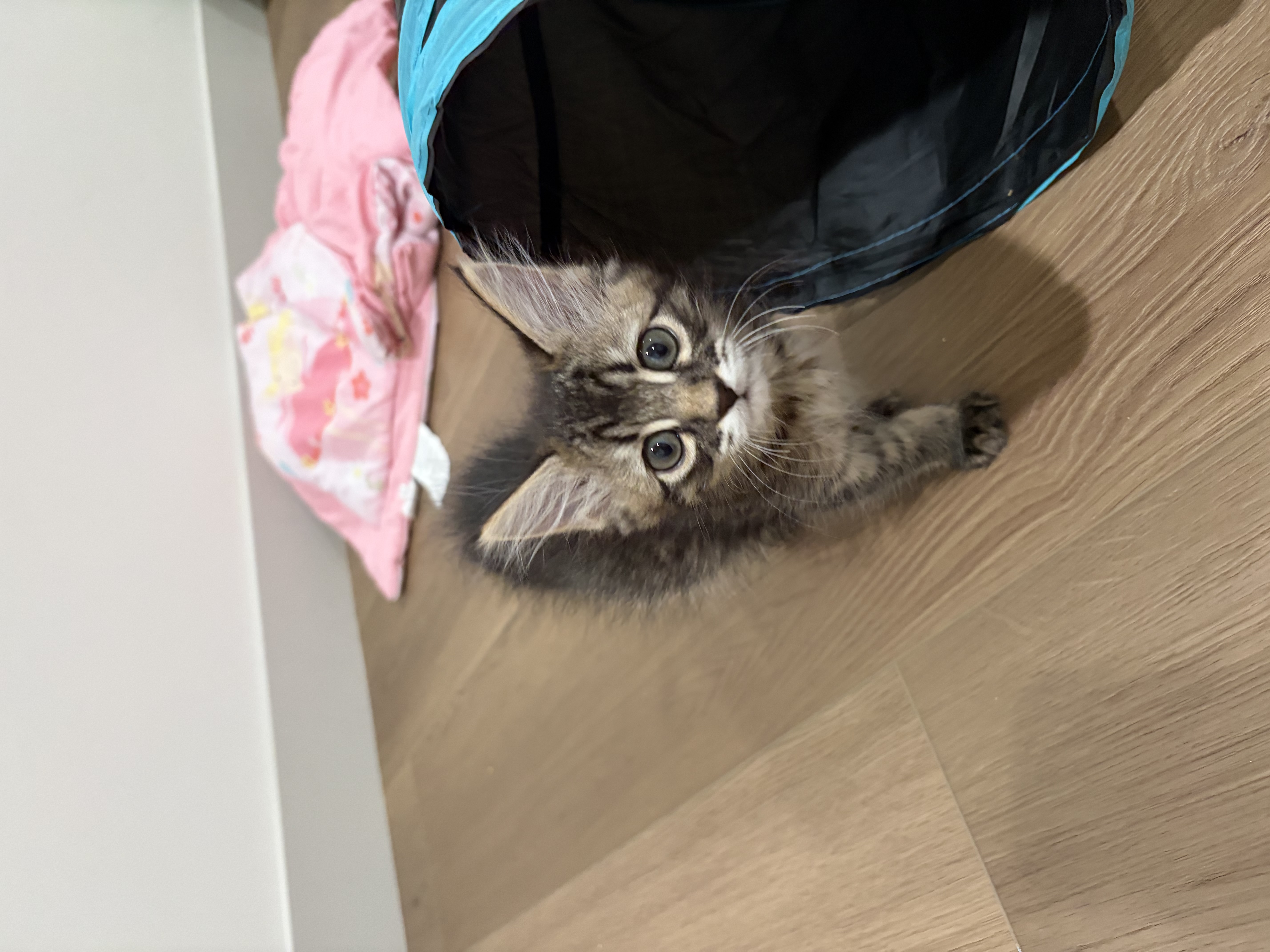 Picture of the Animal Listed