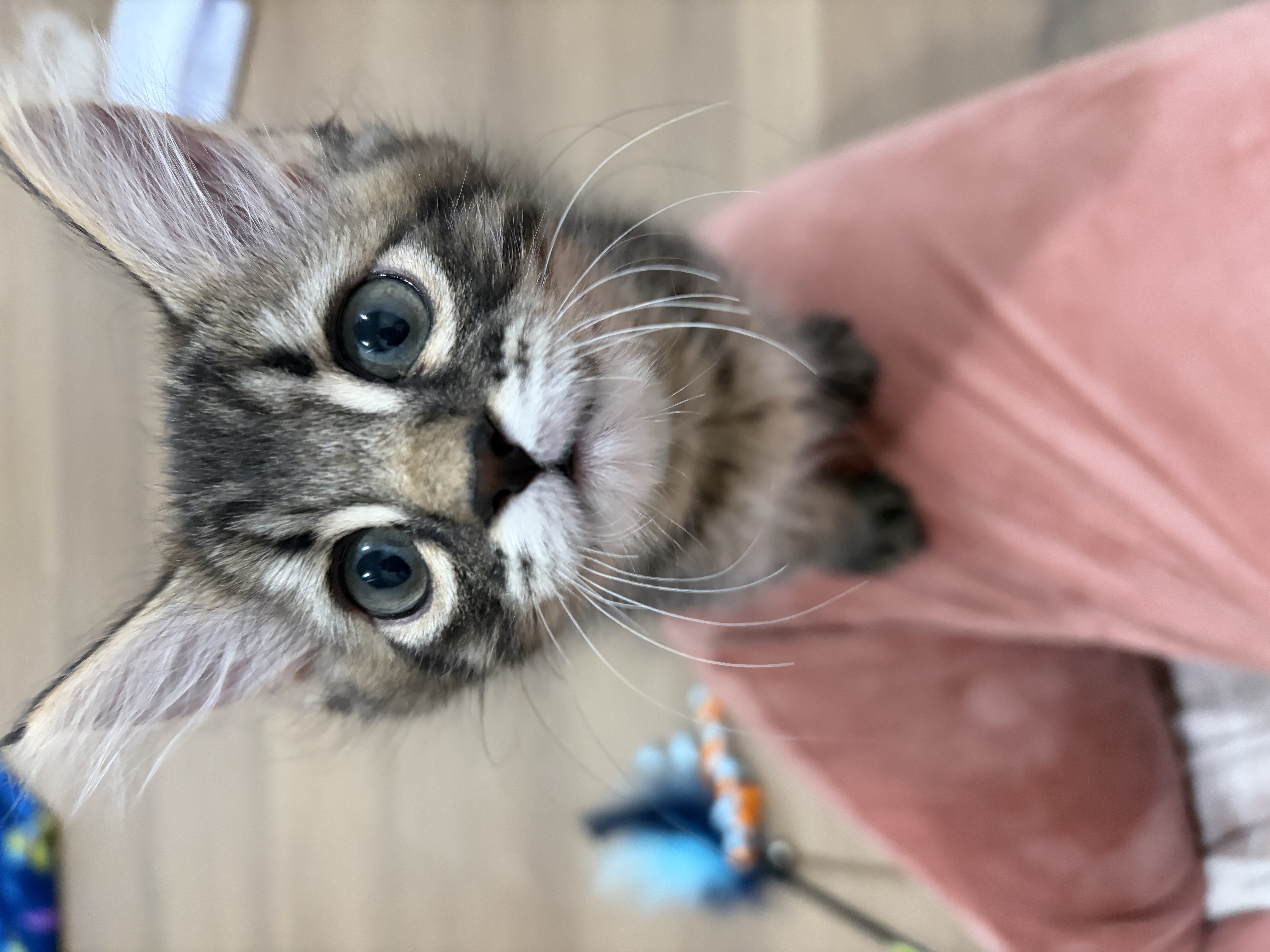 Picture of the Animal Listed