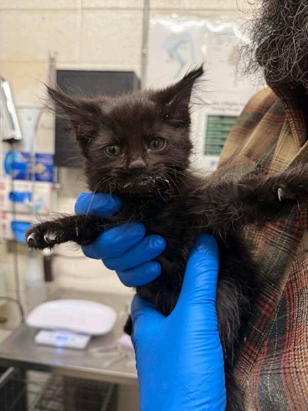 Picture of the Animal Listed