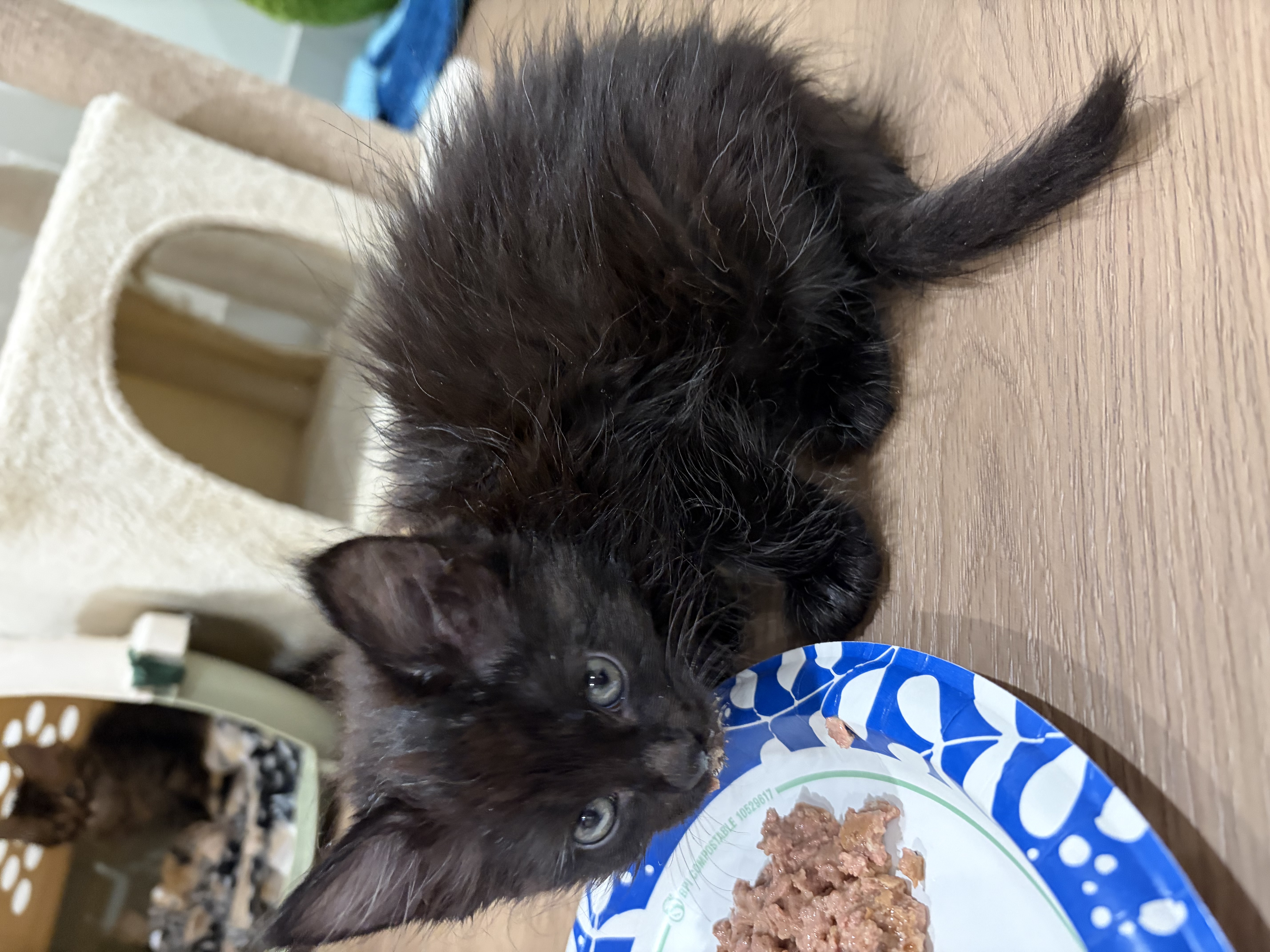 Picture of the Animal Listed