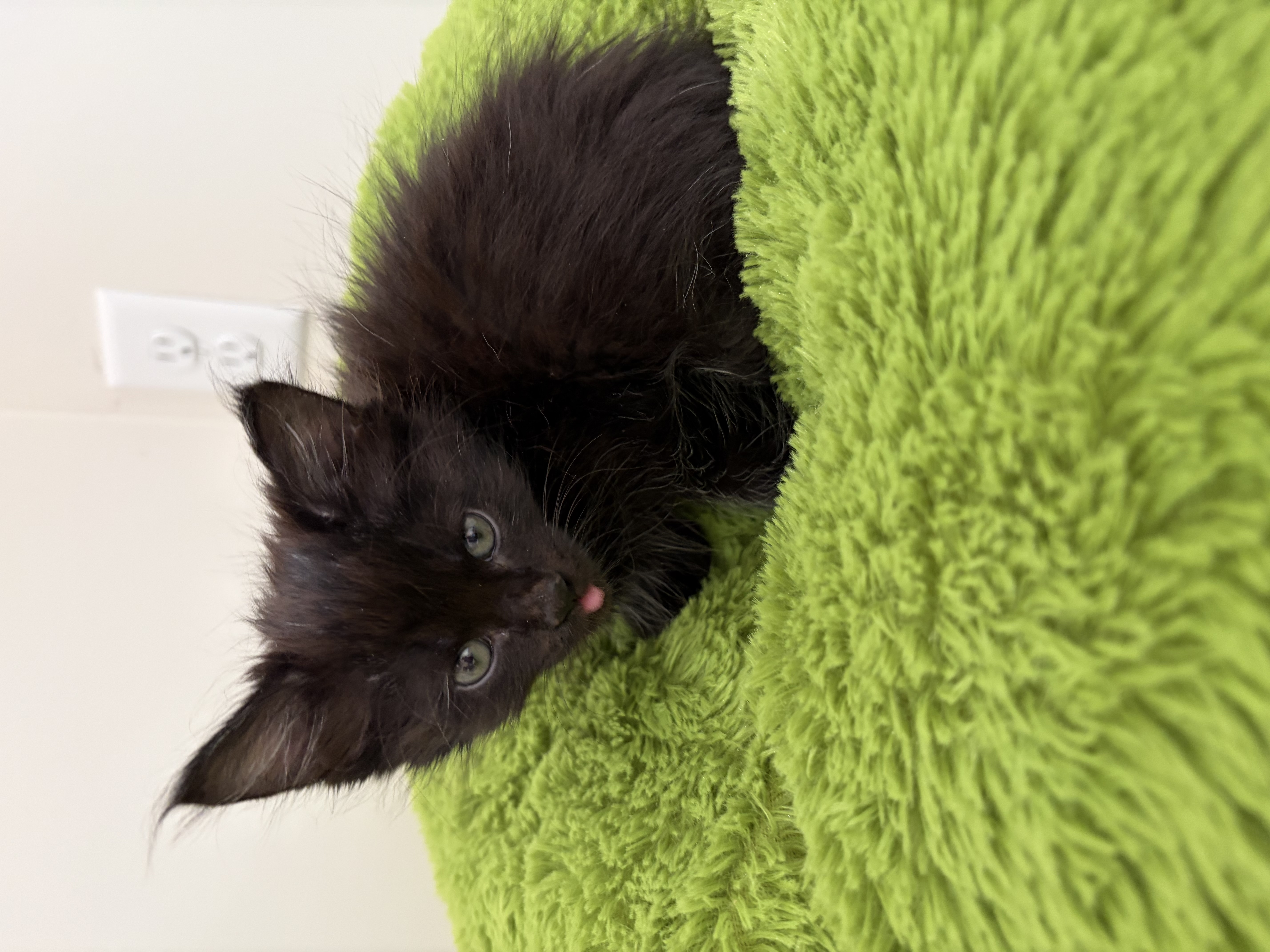 Picture of the Animal Listed