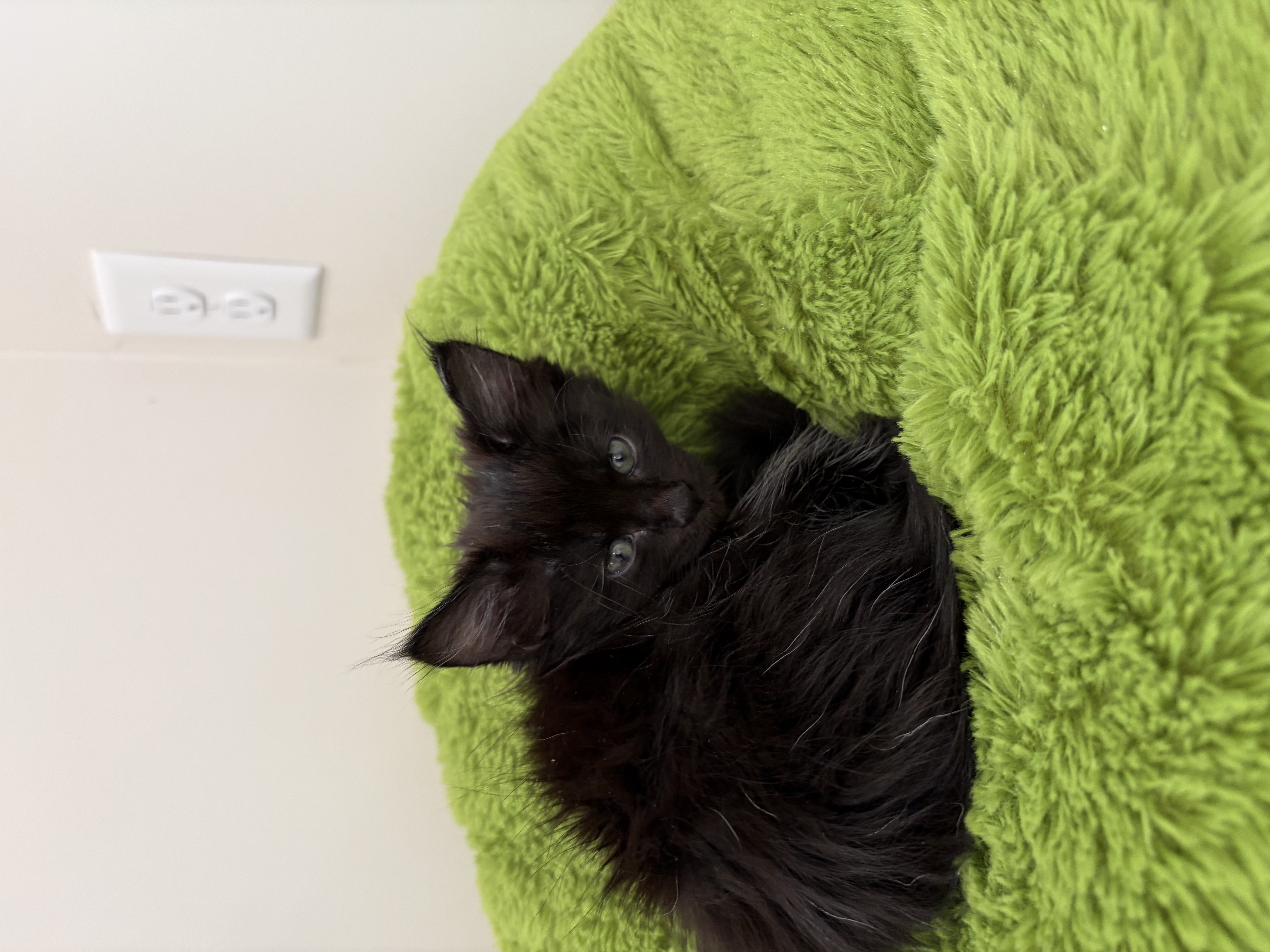 Picture of the Animal Listed