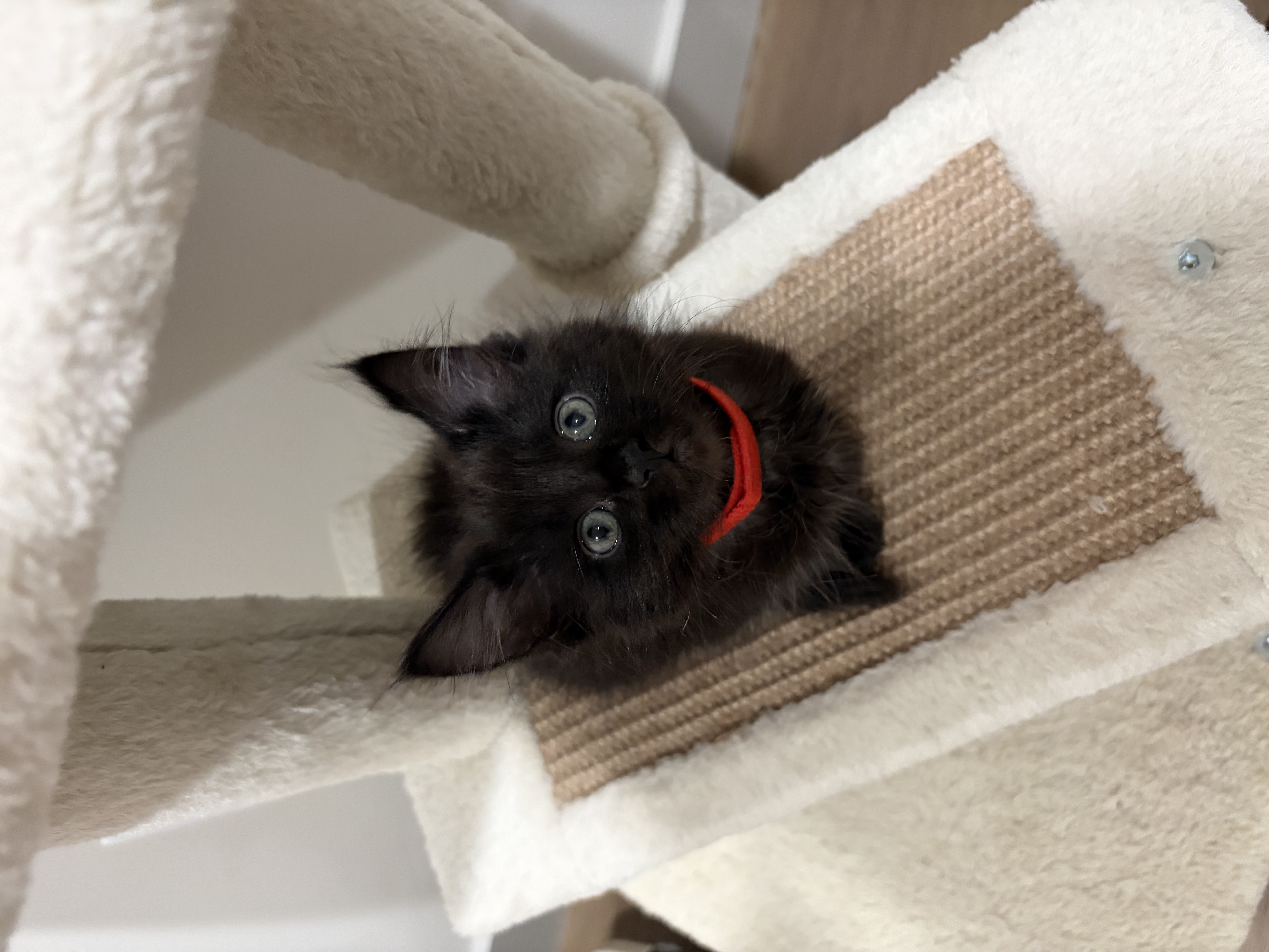 Picture of the Animal Listed