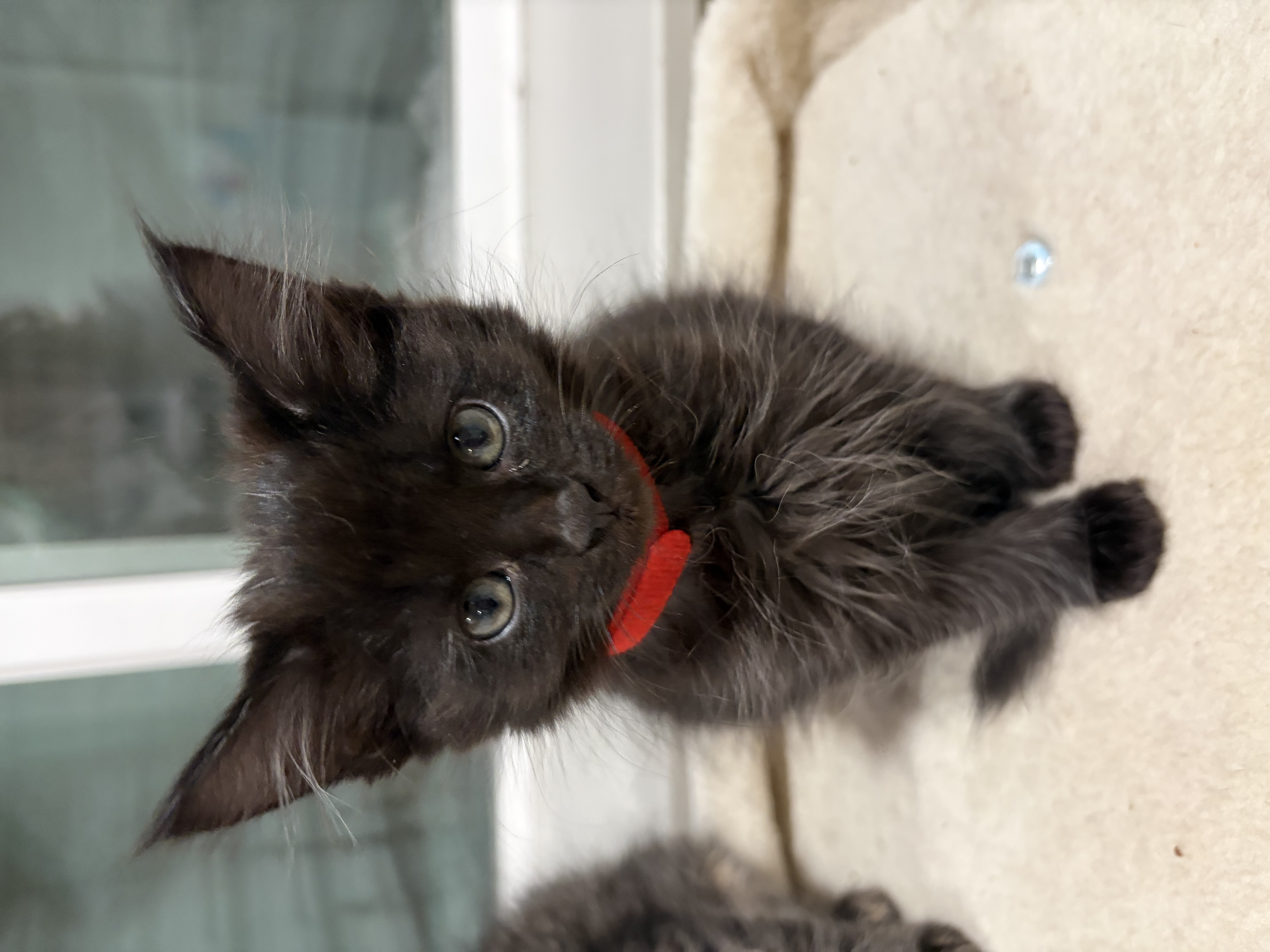 Picture of the Animal Listed