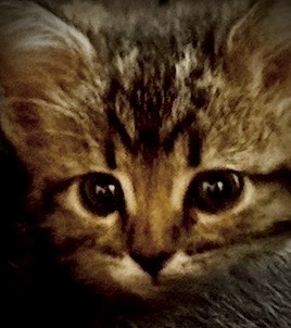 Picture of the Animal Listed