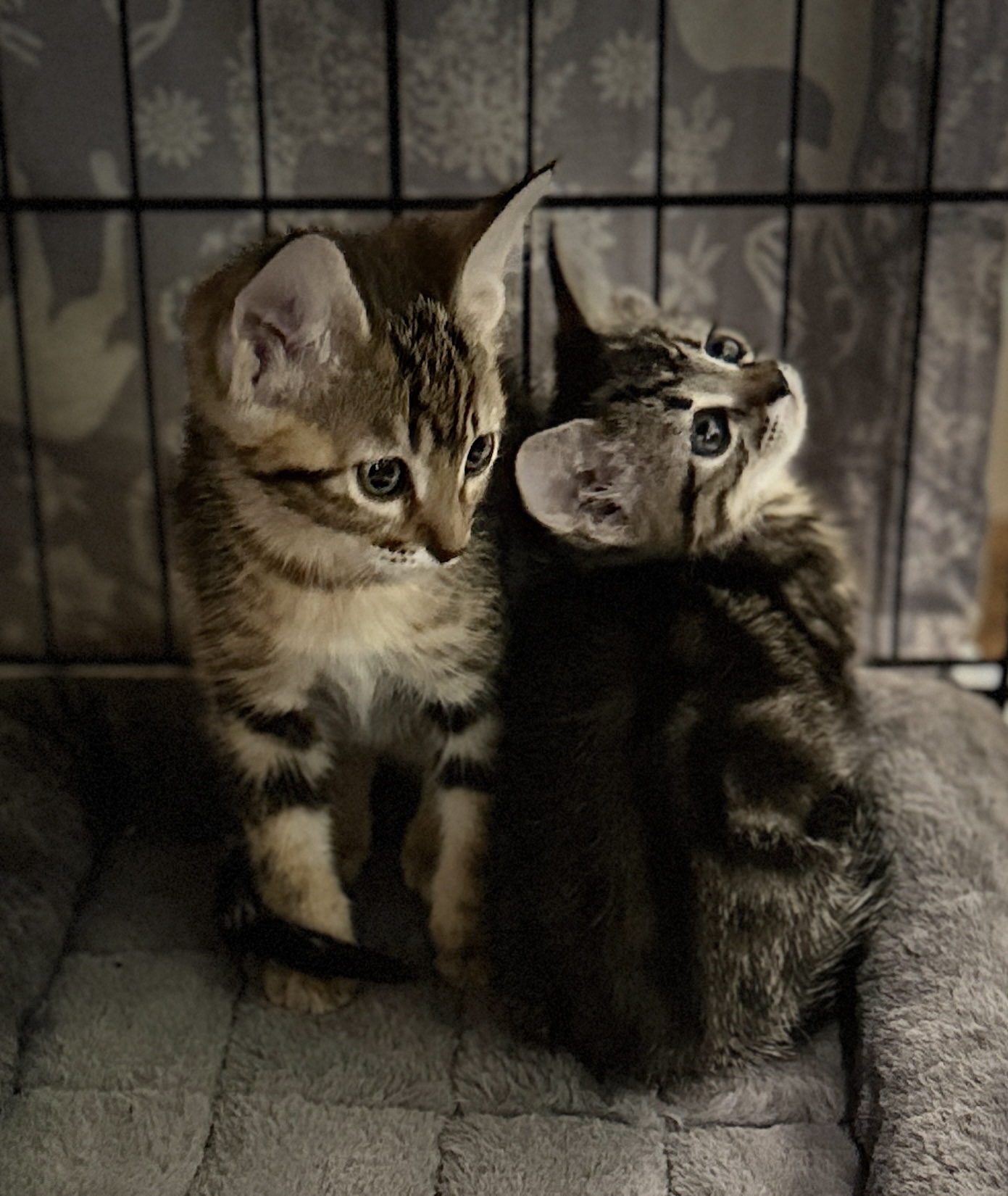 Picture of the Animal Listed