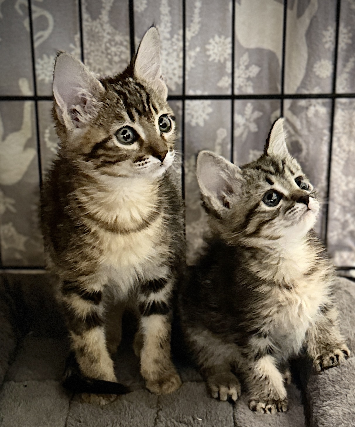 Picture of the Animal Listed