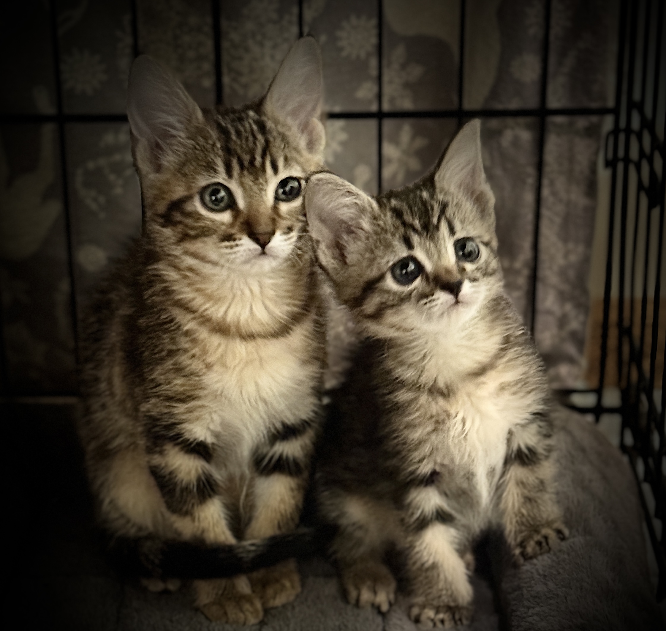 Picture of the Animal Listed