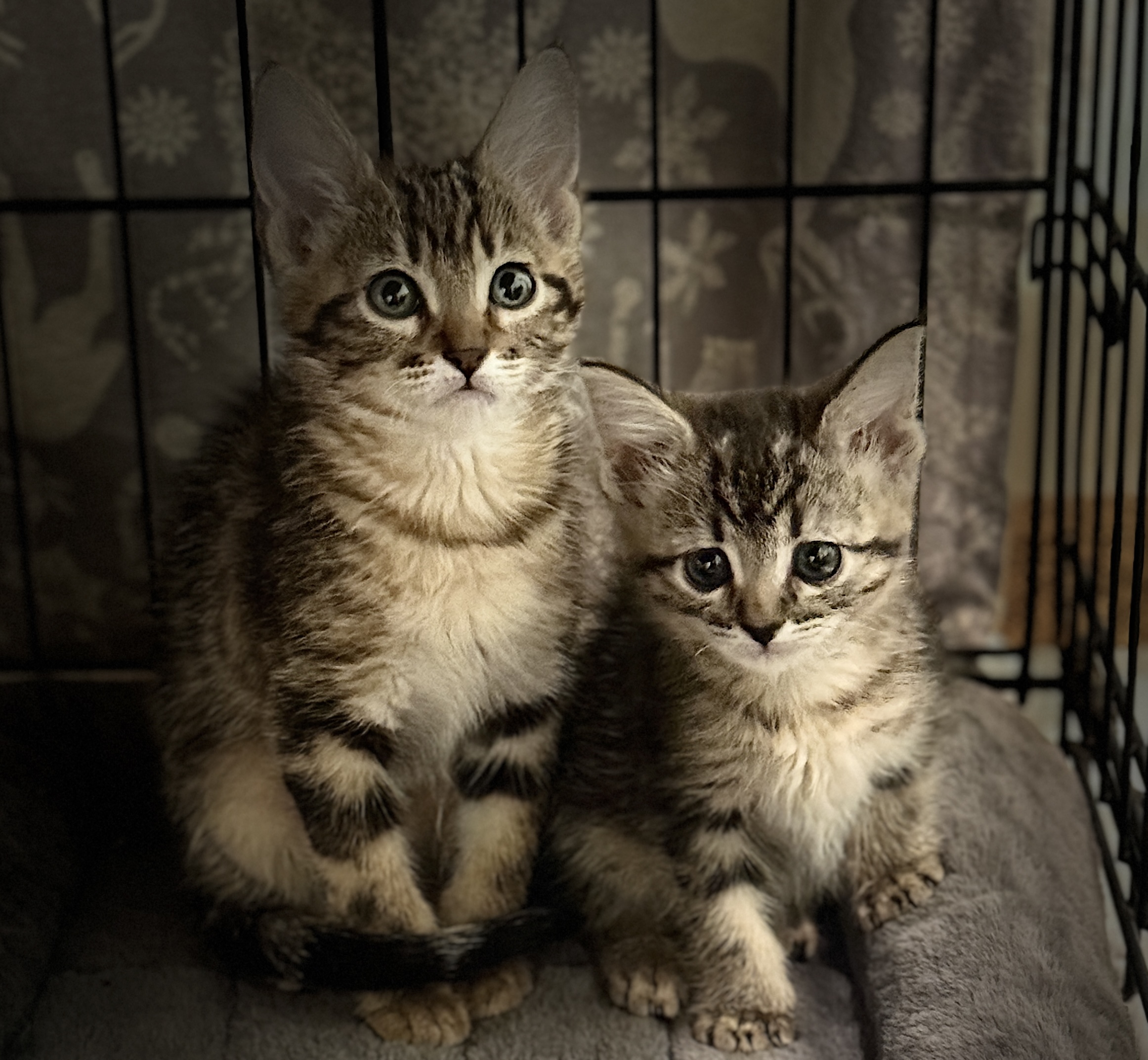 Picture of the Animal Listed